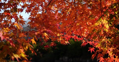 Tilt-up video of autumn leaves turning red.
Light reflected from the water surface illuminates the autumn leaves.