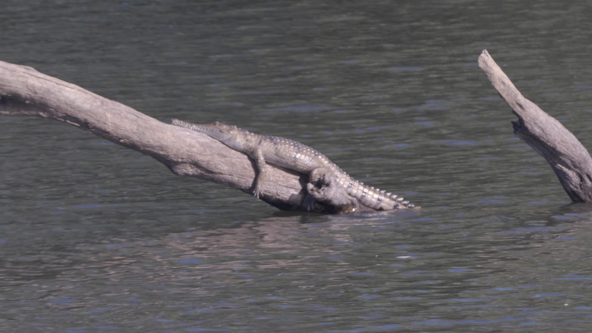 zoom in on a freshwater crocodile on a log at nitmiluk gorge, also known as katherine gorge at nitmiluk national park in the northern territory Royalty-Free Stock Footage #1076726468