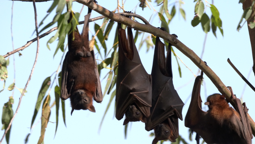 male fruit bats roosting at nitmiluk gorge, also known as katherine gorge at nitmiluk national park in the northern territory Royalty-Free Stock Footage #1076726471