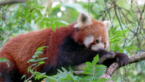 Red panda Stock Video Footage - 4K and HD Video Clips | Shutterstock