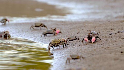 Neohelice granulata crabs crawl by water line on beach, ground view