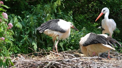 Close up showing stork family with young newborn babies resting in nest at wilderness.