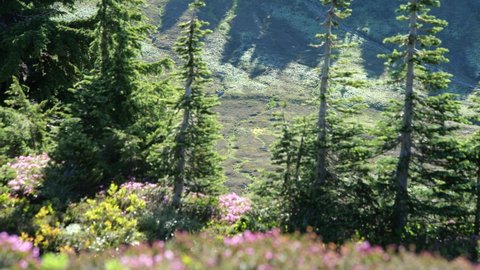 Cinematic 4K footage of the alpine meadow and flowering slopes of the Alta Vista Trail of the Paradise area on Mount Rainier in Mount Rainier National Park in Washington