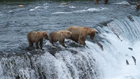 Female Brown Bear  with two yearling cubs gets hit in face by Sockeye Salmon in slow motion.