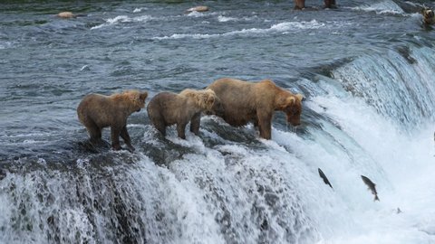 Female Brown Bear  with two yearling cubs gets hit in face by Sockeye Salmon in slow motion.