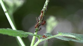Small red ants graze aphids that sit on a green stem.	