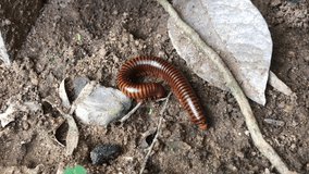 Phylum Arthropoda The millipede is the name of many families of invertebrates. Hard crust found in Asia They are beneficial to the ecosystem