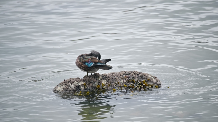 Black blue shiny Water bird or Mandarin duck standing on rock at coastline