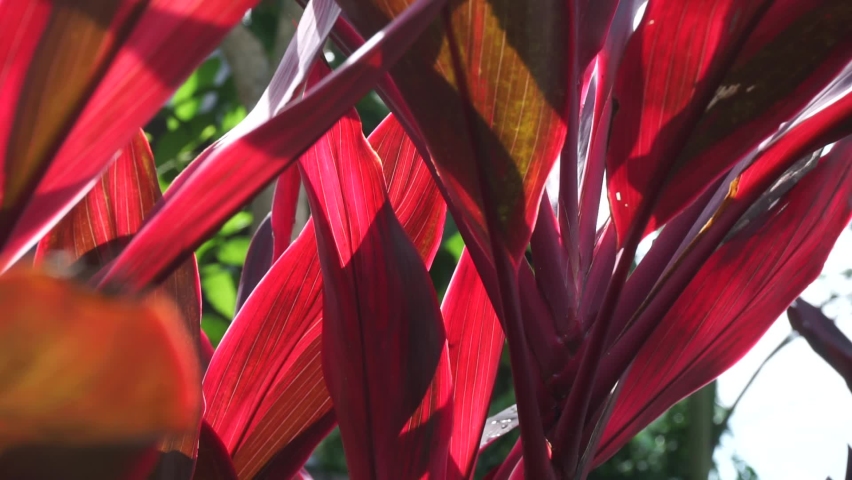 Green Cordyline Fruticosa Commonly Called Ti Stock Footage Video (100% Roya...