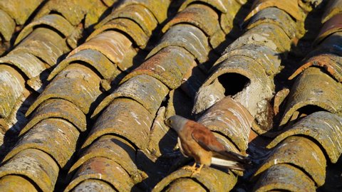Lesser kestrel (Falco naumanni) breeding on the roof of a country house in the cereal fields of Toledo. Castilla-La Mancha, Spain, Europe