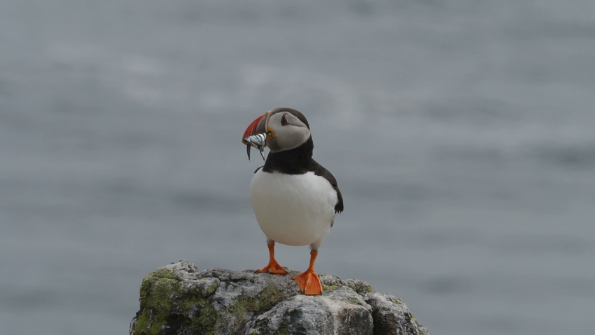 Puffin (Fratercula arctica) with sand eels, Isle of May, Scotland.