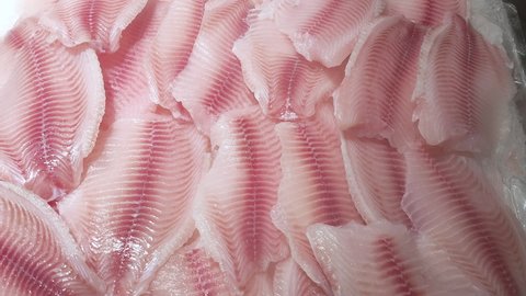 Fillets of fresh tilapia fish lie on the ice counter in the store under a cooling spray