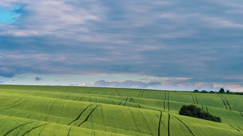 Amazing summer landscape with green field of wheat and clouds passing by. Footage time lapse of clouds moving far away in the sky with green grass landscape on a foreground.