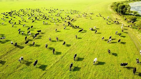 Aerial view from the drone of the herd of cows at green meadow near with river at sunset. Movement to the camera. The concept of animal husbandry, meat and the dairy industry in agriculture.