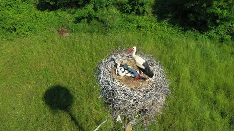 Young storks with parent stork in a nest in an urban environment. Stork nest in the village of Varvara, Bulgaria. Drone view