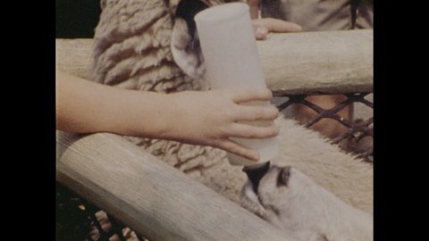 1970s: children visiting petting zoo feeding sheep milk from bottles, zookeeper feeding baby elephant milk from bottle