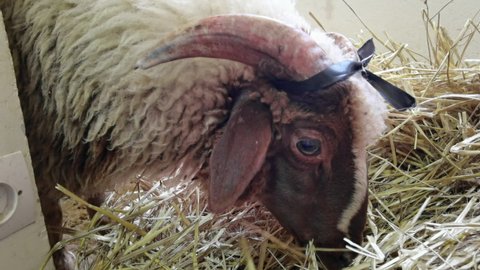 Close-up footage of a brown sheep eating and chewing food