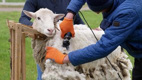 Adult farmer shearing curly wool. Farmer shearing the wool from sheep.