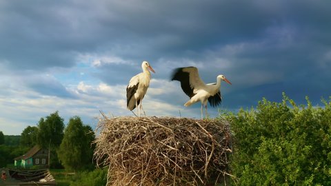 Birds spread their wings and learn to fly. Big beautiful birds in their nest against the blue sky. Wild birds. White stork (Ciconia ciconia). Learn to fly. Preparing for the flight.
