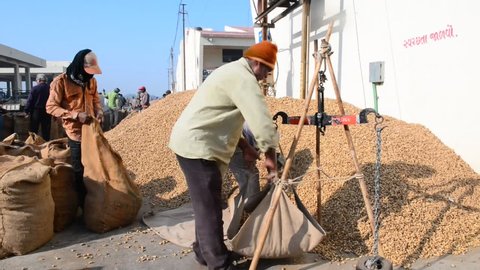 Rajkot, Gujarat-India-Nov 25 2017 :  Groundnut Trading area at (Anaaj Mandi) Grain Trade Centre of Rajkot city,  where Farmers directly sell crops on Government rates