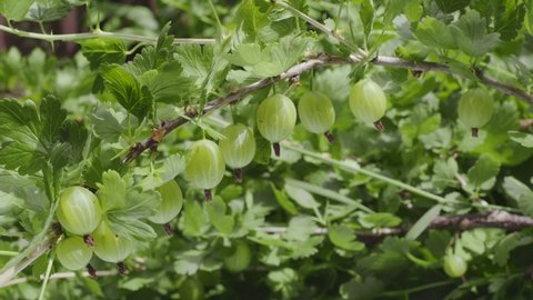Ripe green gooseberries on a gooseberry branch on the background of nature, macro shoot.