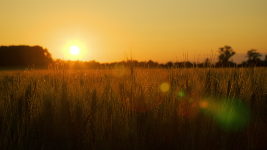 4K clip of wheat or barley field blowing in the wind at sunset or sunrise
