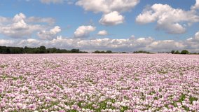Time lapse video clip of cluds moving over a field of flowers pink poppies