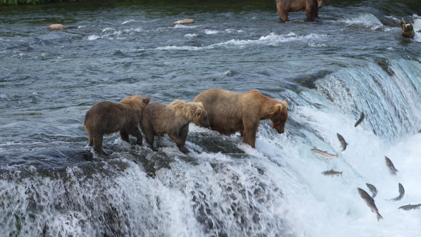 Brown Bear (#128 Grazer) with her two yearling cubs Catches a Sockeye Salmon at Brooks Falls in Katmai National park, Alaska