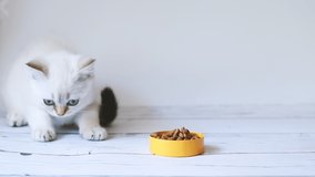 Dry food for the Scottish cat. Close-up of a small white kitten learning to eat food from a bowl. 