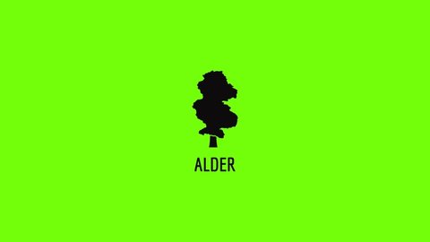 Alder tree icon animation best simple object on green screen background