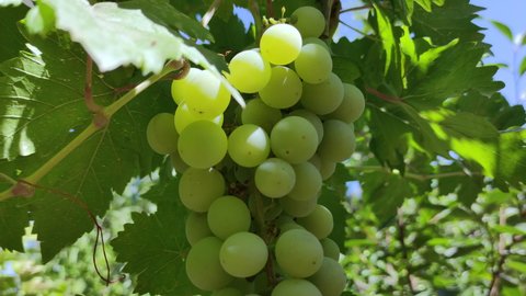 Closeup of white grapes on the vine. Wine grape harvest.