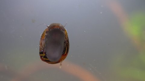 Nerite Snail (Vittina waigiensis) shows underside as it crawls on aquarium glass.