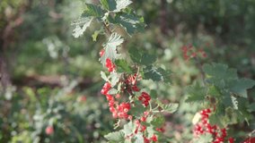 Close up gimbal shot of juicy appetizing red currants, bunches of berries swaying in the wind in an organic eco-garden.