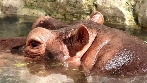 Hippopotamus came out from the water slow motion 4k