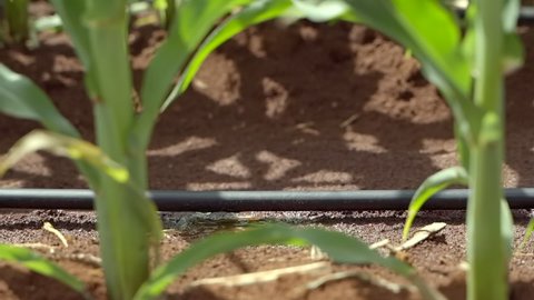 Drip irrigation system installation in farm the potential to save water and nutrients by allowing water to drip slowly to the roots of plants. Distribute water through a network of valves, pipes.