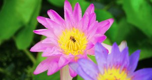 wide angle video represents a bee Searching for nectar on colourful lotus flowers, this video is suitable for advertising. 