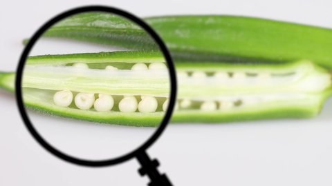 Cutted okra and magnifying glass