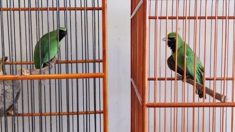 Two pretty beautiful cute healthy male of the greater green leafbird facing each other in the separate birdcage sunbathing and singing in a cage made of bamboo and wood at home as pet. Real time shoot