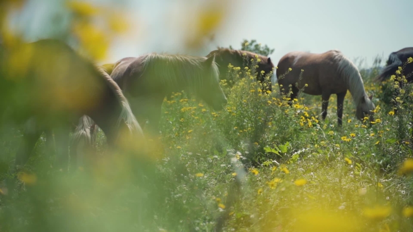 A brown horse eats herb flowers and grass in an outdoor field. Freedom animal nature slow motion scene. A herd of horses outside at countryside. Beautiful agriculture mammal grazing concept. Royalty-Free Stock Footage #1076803466
