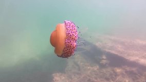 Slow motion video on Cotylorhiza tuberculata is one of several species of jellyfish most common in the Mediterranean. The jellyfish is also known as the Fried Egg