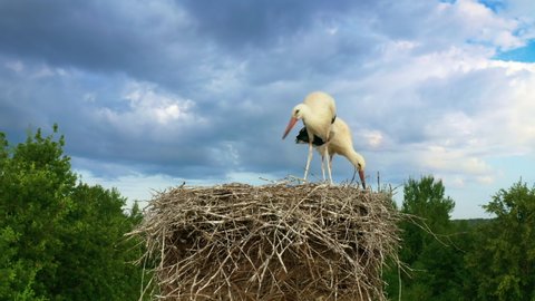Birds learn to fly. A white stork chick spreads its wings. Nest with wild birds in the forest against the sky with clouds. Protection of nature and the environment.