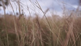 Footage among the dry grass in the afternoon.