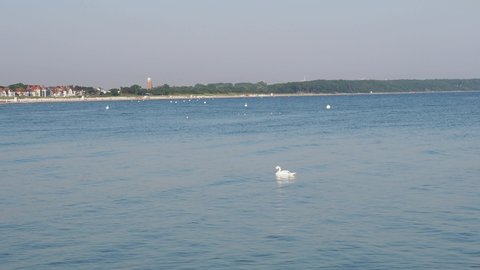 White swans swimming near the coast of baltic sea in Rostock Warnemuende