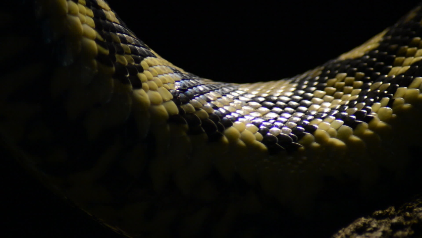 Scales of snake diamond python passing in close up - Morelia spilota Royalty-Free Stock Footage #1076811257