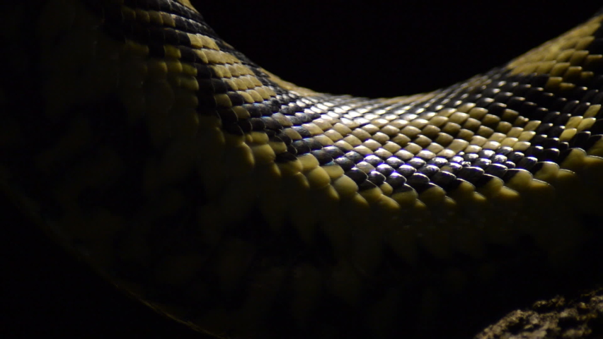 Scales of snake diamond python passing in close up - Morelia spilota Royalty-Free Stock Footage #1076811257
