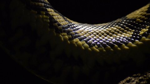 Scales of snake diamond python passing in close up - Morelia spilota