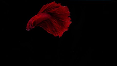 Slow Motion the beautiful Siamese red fighter fish swimming on black background.