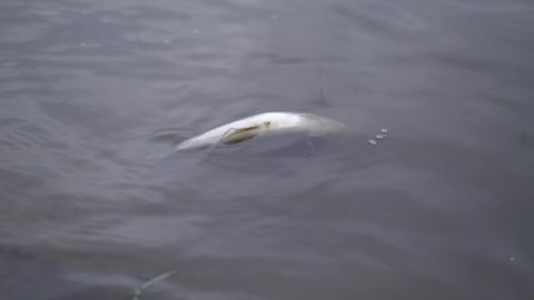 dead walleye on the river bank.