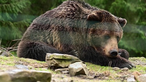 Lazy brown bear in a nature park, a bear resting on a rock, the life of wild forest predators.