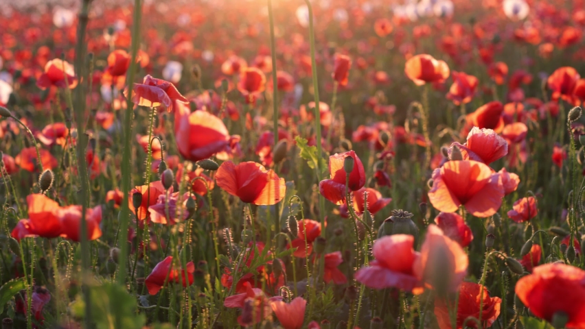 Walk in the poppy field. Camera moves between the flowers of red and white poppies. Royalty-Free Stock Footage #1076815520